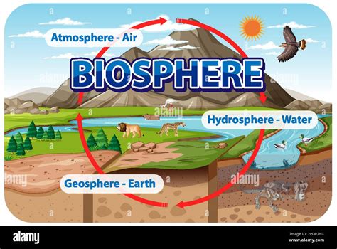 Biosphere Ecology Infographic for Learning illustration Stock Vector ...