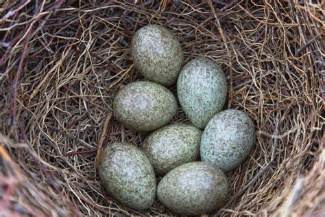 Magpie eggs stock image. Image of wild, magpie, nature - 30907383