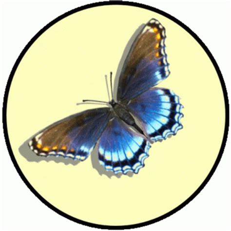 Blue Butterfly 3d Butterfly Sticker – Blue Butterfly 3D Butterfly ...