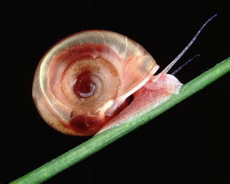 Lumache in acquario: che ruolo hanno e come (eventualmente) eliminarle - invertebrati.it