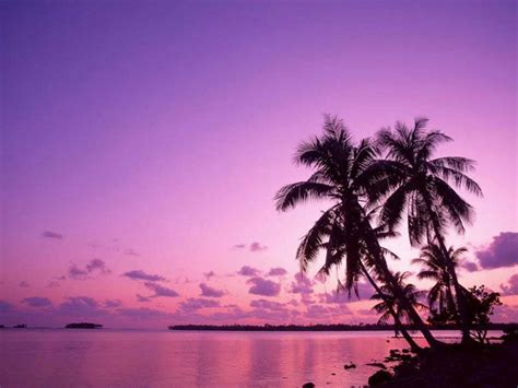 Tree Sunset Wallpaper, Nature Wallpaper, Desktop Wallpaper, Paradise Wallpaper, Palm Tree Sunset ...