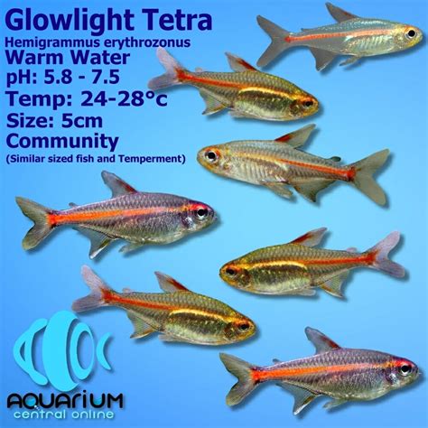 Glowlight Tetra (Hemigrammus erythrozonus) 3cm - Aquarium Central