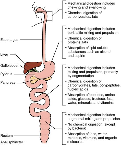 23.7 Chemical Digestion and Absorption: A Closer Look – Anatomy and ...