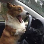 Excited Dog Meme Generator - Imgflip