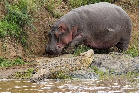 Hippo Attacks Crocodile