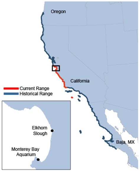 JZBG | Free Full-Text | Southern Sea Otter Rehabilitation: Lessons and Impacts from the Monterey ...