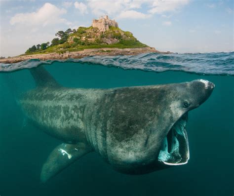 Creature Feature - Basking Shark