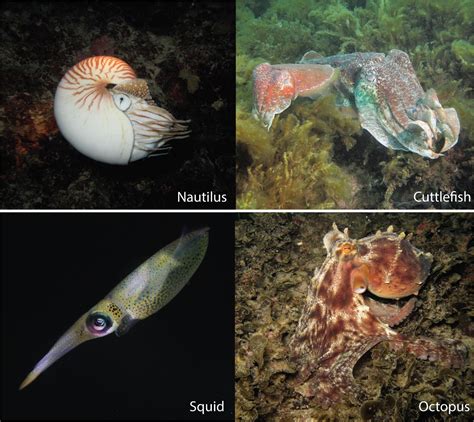 Cuttlefish Vs Squid Vs Octopus