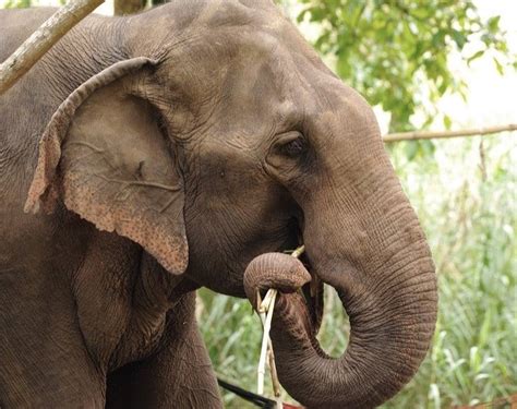 Asian Elephant - A-Z Animals