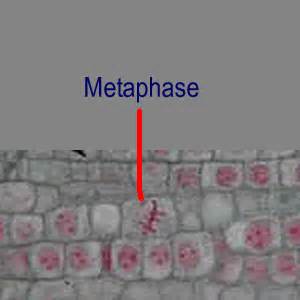 Anaphase Animal Cell Microscope - Interphase The Time Between Cell ...