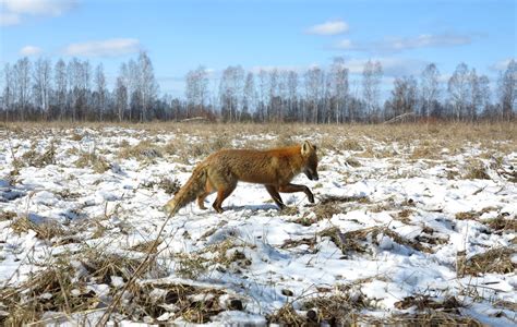 Chernobyl Anniversary: Ukraine Holds Fast to Nuclear Energy Despite Disaster - NBC News