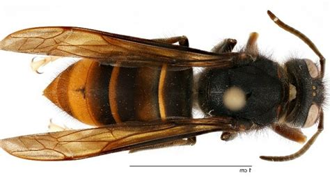 Invasive yellow-legged hornet has been spotted in U.S. for first time : NPR