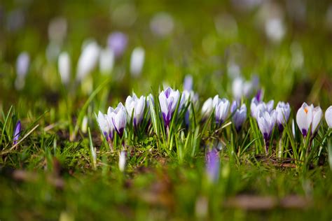 Spring Flower, Crocuses Free Stock Photo - Public Domain Pictures
