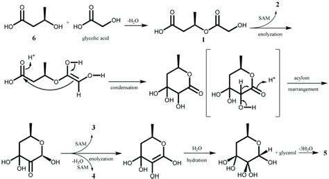 Scheme 1. Proposed biosynthetic pathway of compounds 1-5. | Download ...