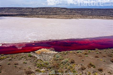 Stock photo of Aerial view of red Halobacteria in salt lake, Lake Magadi, Great Rift…. Available ...