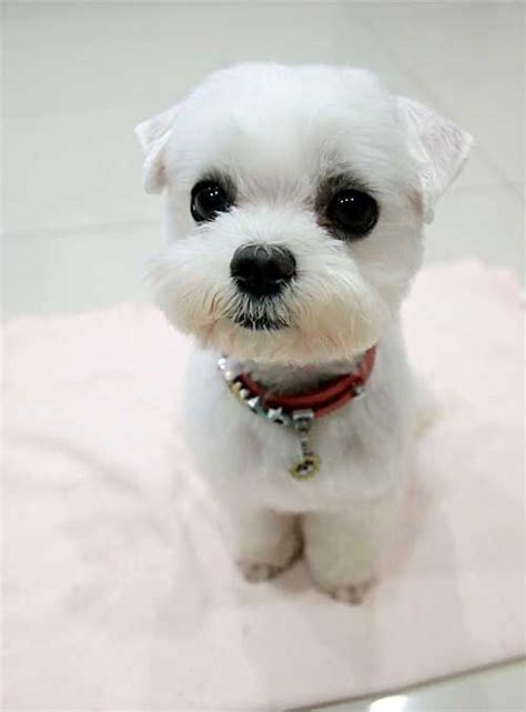 Maltese Puppy Cut Vs Teddy Bear Cut – KeepingDog