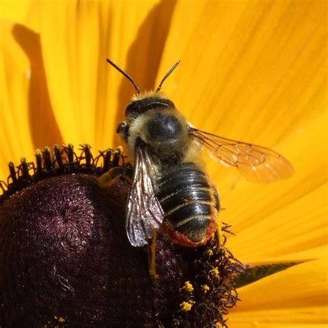 Leafcutter and Mason Bees | Prairie Pollination