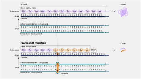 Dna Mutation Types