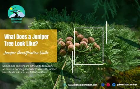 What Does a Juniper Tree Look Like? | Juniper Identification