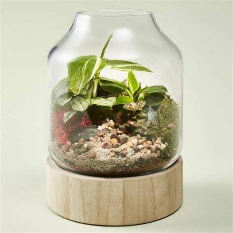 Terrarium Containers From Kmart - Terrarium Creations