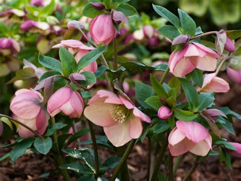 How to Grow and Care for Hellebores - World of Flowering Plants