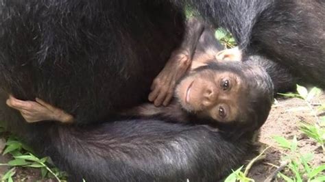 Chimpanzee mother caring for Down syndrome infant in the wild can teach ...