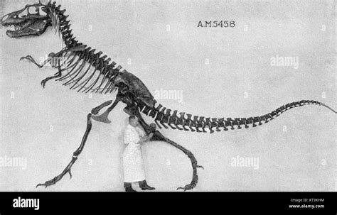 Gorgosaurus Black and White Stock Photos & Images - Alamy