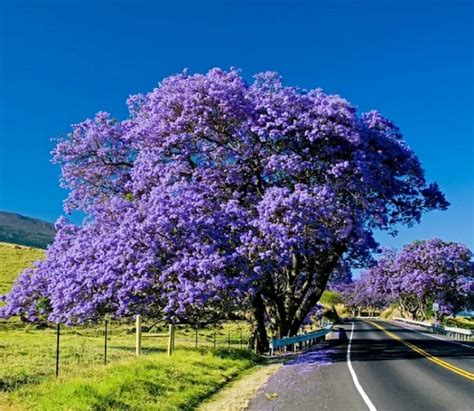 Jacaranda Mimosifolia Tree Seeds Blue jacaranda Tree Seed | Etsy