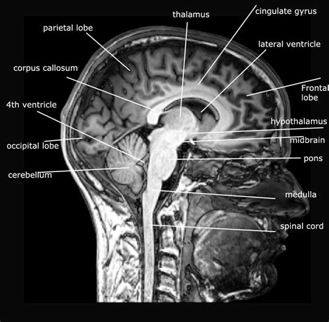 Delaware Neuroscience - Brain Bee Detail, Page 2