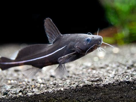 Black Lancer Catfish (Bagrichthys macracanthus) - Aquatic Arts on sale ...