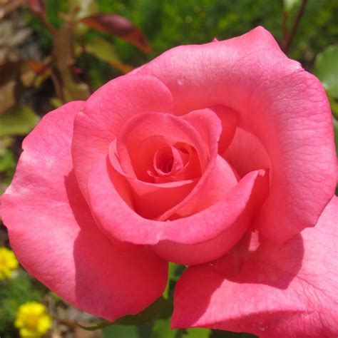 Aromatherapy™ Hybrid Tea Rose