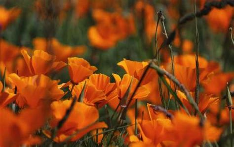 Orange poppies flowers - Online Jigsaw Puzzles