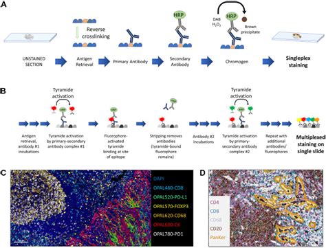 Multiplex Immunohistochemistry and Immunofluorescence: A Practical ...