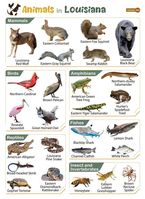 List of Animals That Live in Louisiana (With Pictures)