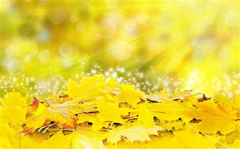 Yellow Leaves Fall Mac Wallpaper Download | AllMacWallpaper