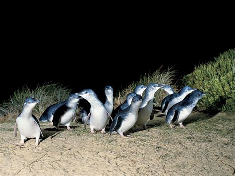 Penguins, Nature and wildlife, Phillip Island, Victoria, Australia