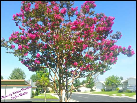 Flowering Trees make Summer so Special