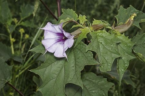 Datura stramonium