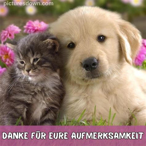 Danke für eure aufmerksamkeit bild Hund und Katze