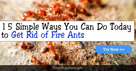 How to Get Rid of Fire Ants: Top 15 Easy Ways to Kill Fire Ants in 2020 ...