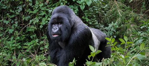 Mountain Gorillas: The Endangered Species | Saso Gorilla Safaris Uganda