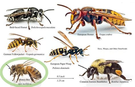 Identifying Honey Bees – The Alameda County Beekeepers Association