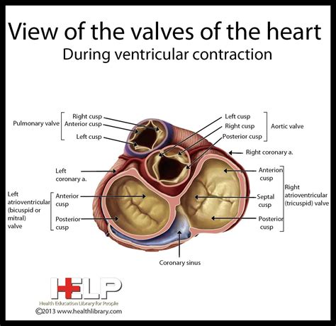 View Of The Valves Of The Heart | Heart valves, Cardiology nursing, Tricuspid valve