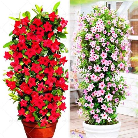 100pcs/bag Mandevilla Sanderi&Dipladenia sanderi Seeds potted balcony ...