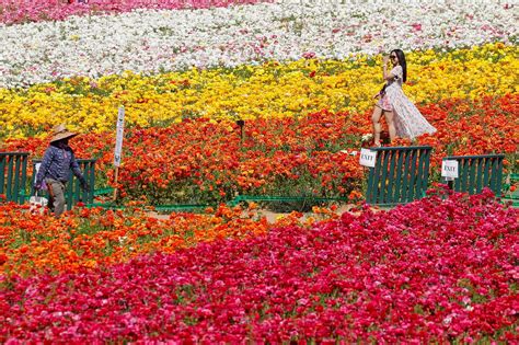 In photos: Colorful flower fields of Carlsbad, California | Daily Sabah