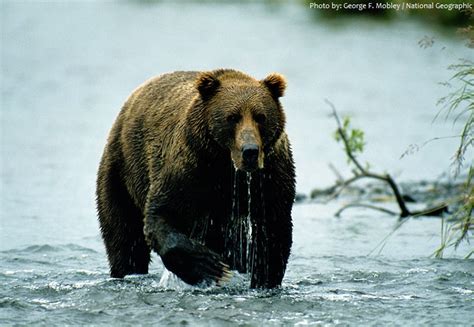 Interesting facts about Kodiak bears | Just Fun Facts