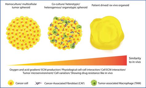 Spheroid tumor models can have different levels of complexity ...