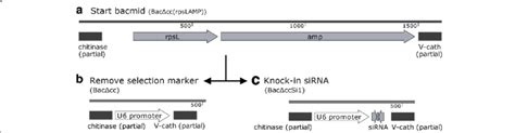 Strategy for construction of baculovirus vectors BacΔCC(rspLamp) (a),... | Download Scientific ...