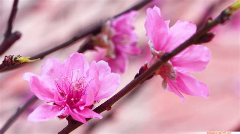 Wallpapers-Wallpaper: 20+ Asian Cherry Blossom Flower