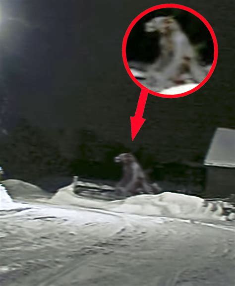 AMAZING MYSTERY VIDEOS: WEREWOLF SIGHTING CAUGHT ON CAMERA